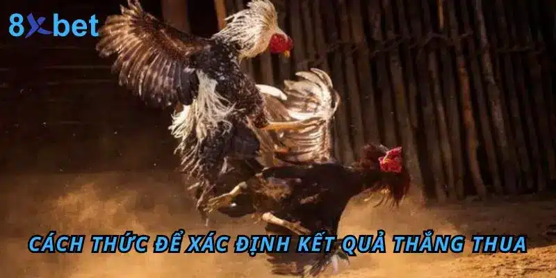 Đá Gà Thomo 8Xbet – Sân Chơi Đỉnh Cao Cho Anh Em Đam Mê 8 Cách thức để xác định kết quả thắng thua